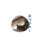 うちの猫、トラ。オス。（個別スタンプ：3）