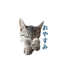 うちの猫、トラ。オス。（個別スタンプ：7）