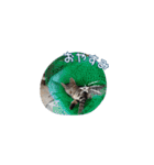 うちの猫、トラ。オス。（個別スタンプ：10）