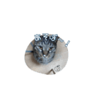 うちの猫、トラ。オス。（個別スタンプ：13）
