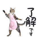 母より。(連絡用)にゃんとも！猫ミーム（個別スタンプ：1）