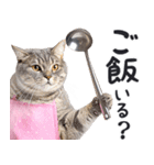 母より。(連絡用)にゃんとも！猫ミーム（個別スタンプ：2）