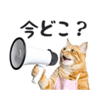 母より。(連絡用)にゃんとも！猫ミーム（個別スタンプ：3）