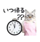 母より。(連絡用)にゃんとも！猫ミーム（個別スタンプ：4）