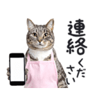 母より。(連絡用)にゃんとも！猫ミーム（個別スタンプ：5）