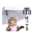 母より。(連絡用)にゃんとも！猫ミーム（個別スタンプ：6）