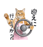 母より。(連絡用)にゃんとも！猫ミーム（個別スタンプ：7）