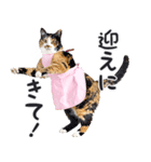 母より。(連絡用)にゃんとも！猫ミーム（個別スタンプ：8）