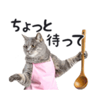 母より。(連絡用)にゃんとも！猫ミーム（個別スタンプ：10）