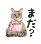 母より。(連絡用)にゃんとも！猫ミーム（個別スタンプ：11）