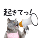 母より。(連絡用)にゃんとも！猫ミーム（個別スタンプ：12）