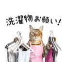母より。(連絡用)にゃんとも！猫ミーム（個別スタンプ：13）