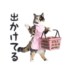 母より。(連絡用)にゃんとも！猫ミーム（個別スタンプ：14）