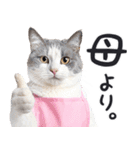 母より。(連絡用)にゃんとも！猫ミーム（個別スタンプ：15）