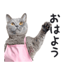 母より。(連絡用)にゃんとも！猫ミーム（個別スタンプ：16）
