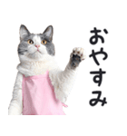母より。(連絡用)にゃんとも！猫ミーム（個別スタンプ：17）