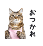 母より。(連絡用)にゃんとも！猫ミーム（個別スタンプ：18）