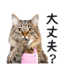 母より。(連絡用)にゃんとも！猫ミーム（個別スタンプ：20）