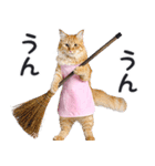 母より。(連絡用)にゃんとも！猫ミーム（個別スタンプ：21）
