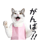母より。(連絡用)にゃんとも！猫ミーム（個別スタンプ：22）