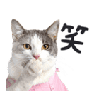 母より。(連絡用)にゃんとも！猫ミーム（個別スタンプ：23）