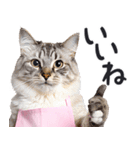 母より。(連絡用)にゃんとも！猫ミーム（個別スタンプ：24）