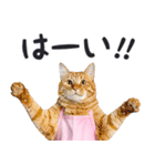 母より。(連絡用)にゃんとも！猫ミーム（個別スタンプ：25）