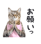 母より。(連絡用)にゃんとも！猫ミーム（個別スタンプ：26）