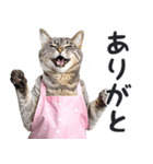 母より。(連絡用)にゃんとも！猫ミーム（個別スタンプ：27）