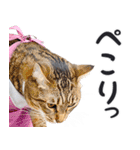 母より。(連絡用)にゃんとも！猫ミーム（個別スタンプ：28）