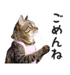 母より。(連絡用)にゃんとも！猫ミーム（個別スタンプ：29）