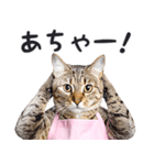母より。(連絡用)にゃんとも！猫ミーム（個別スタンプ：30）