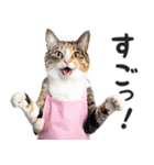 母より。(連絡用)にゃんとも！猫ミーム（個別スタンプ：31）