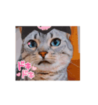 使える動く猫スタンプ part8（個別スタンプ：1）