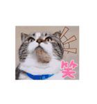 使える動く猫スタンプ part8（個別スタンプ：2）