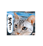 使える動く猫スタンプ part8（個別スタンプ：3）