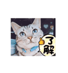 使える動く猫スタンプ part8（個別スタンプ：4）