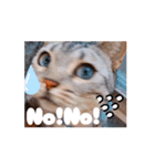 使える動く猫スタンプ part8（個別スタンプ：5）