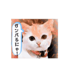使える動く猫スタンプ part8（個別スタンプ：9）