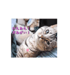 使える動く猫スタンプ part8（個別スタンプ：10）