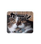 使える動く猫スタンプ part8（個別スタンプ：11）