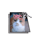 使える動く猫スタンプ part8（個別スタンプ：12）