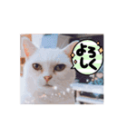 使える動く猫スタンプ part8（個別スタンプ：14）