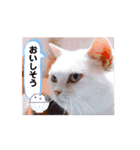 使える動く猫スタンプ part8（個別スタンプ：16）