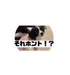 動く！？ビビちゃんスタンプ（個別スタンプ：5）