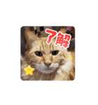れん♡きぃ（個別スタンプ：7）