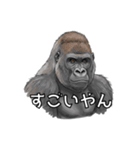 全肯定ゴリラ（個別スタンプ：2）