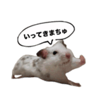 ☆しらすとその仲間たち☆（個別スタンプ：1）