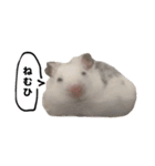 ☆しらすとその仲間たち☆（個別スタンプ：2）