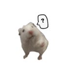 ☆しらすとその仲間たち☆（個別スタンプ：4）